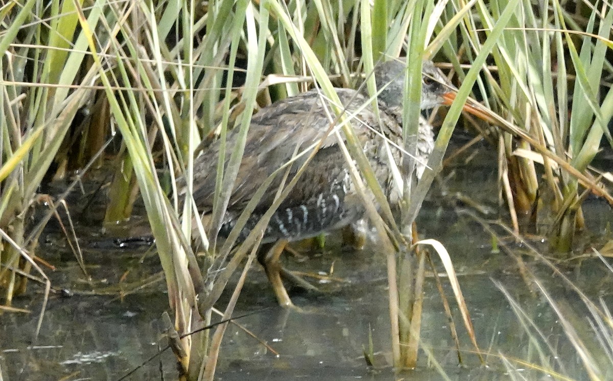 Clapper Rail - ML461386611