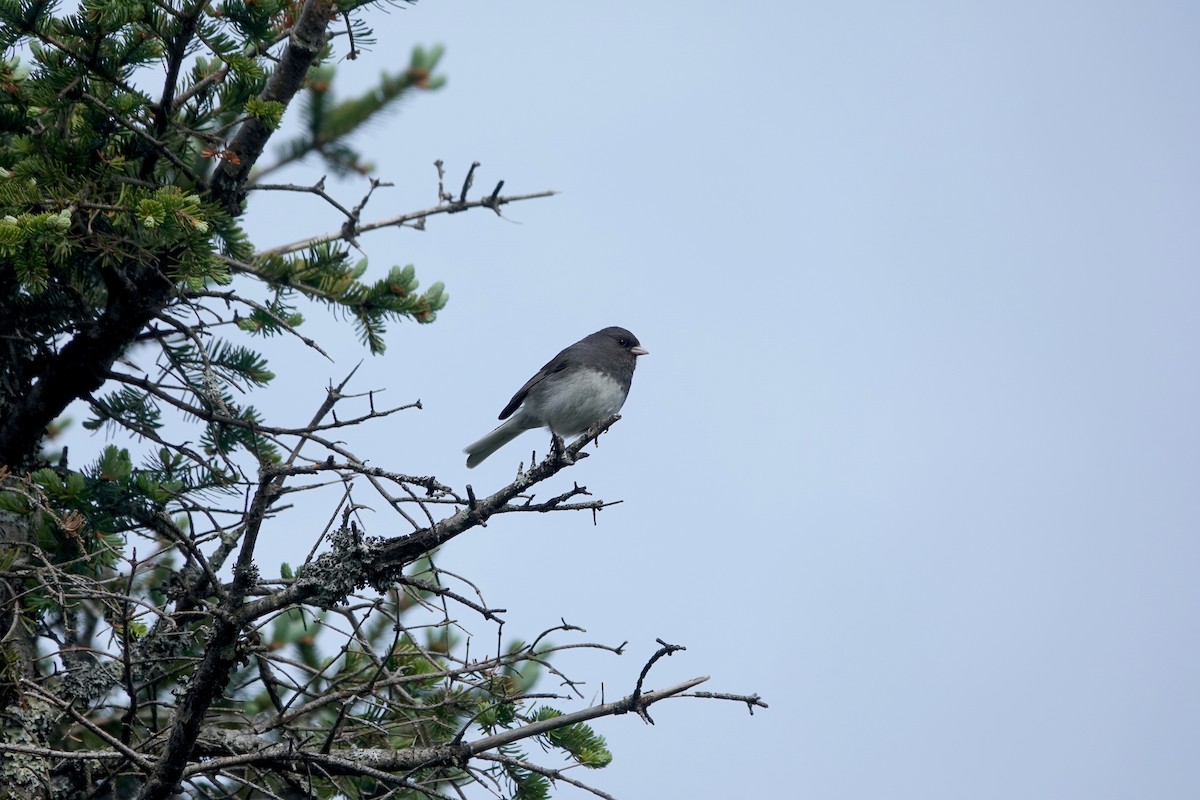 Junco ardoisé - ML461386701