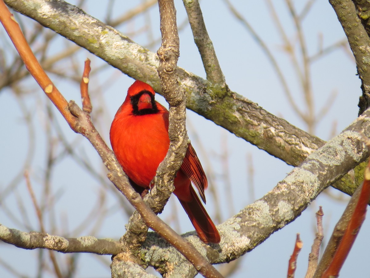 Northern Cardinal - ML46138731