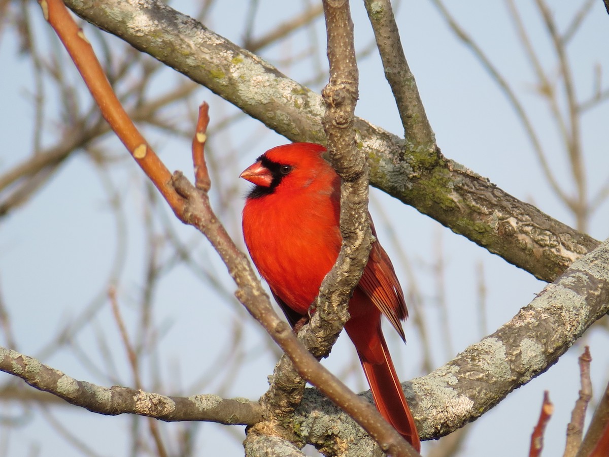 Northern Cardinal - ML46138741