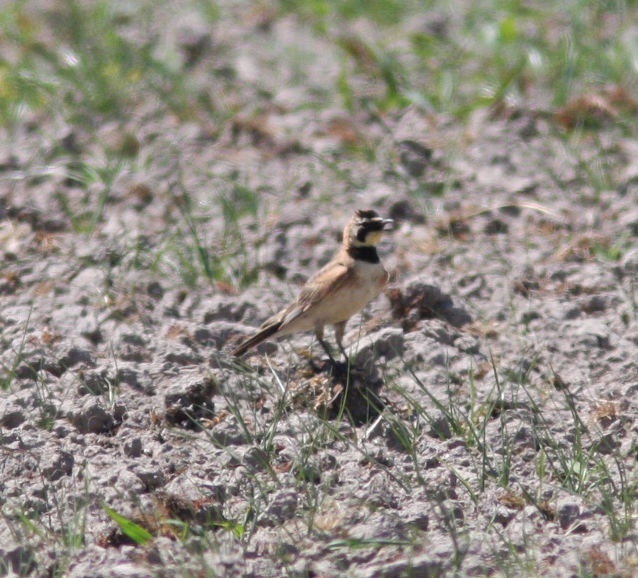 Horned Lark (Western rufous Group) - ML461387531