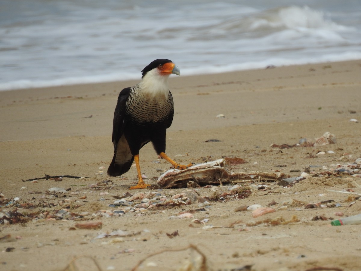 Crested Caracara - ML461387691