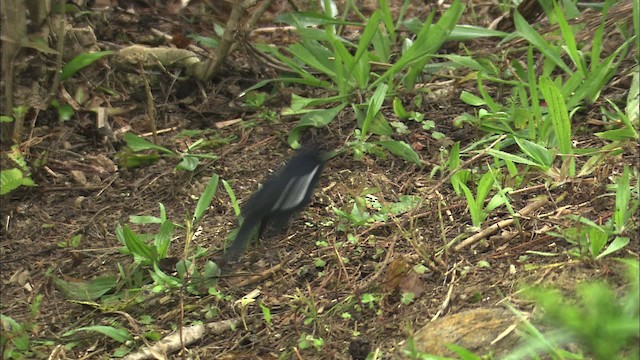 Cuban Bullfinch - ML461389