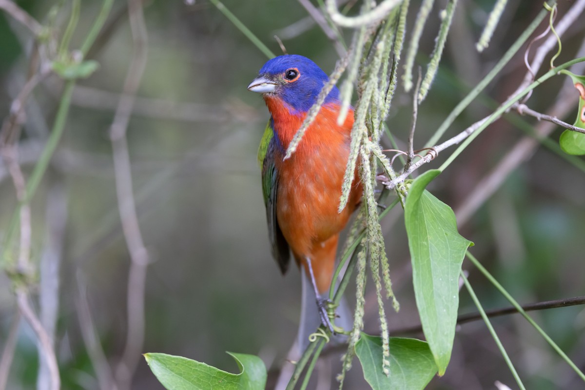 Painted Bunting - ML461389821