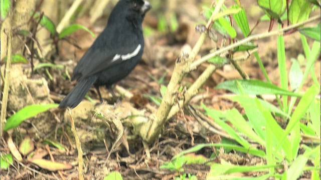 Cuban Bullfinch - ML461390