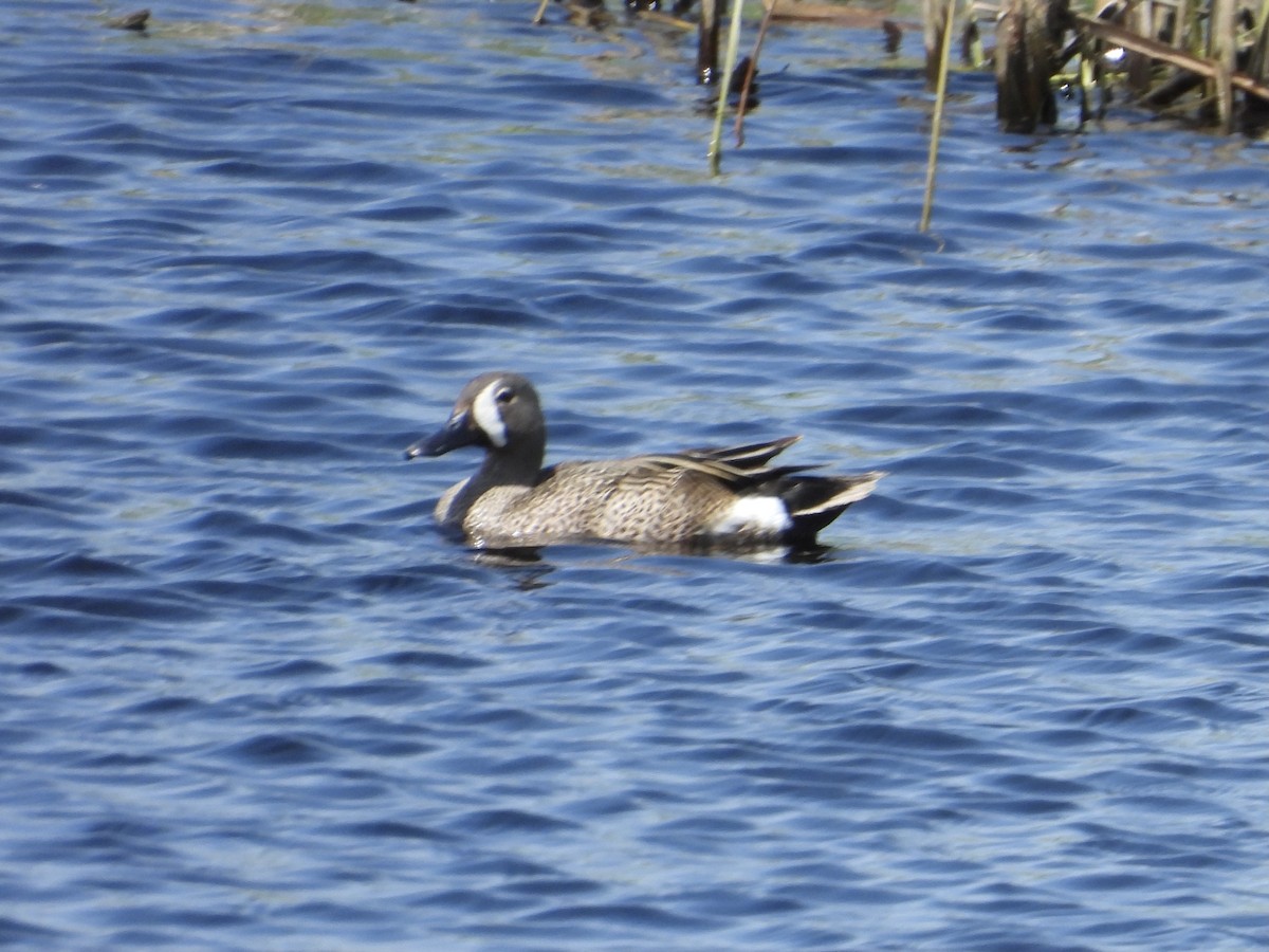 Blue-winged Teal - ML461390161