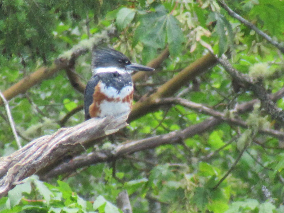 Belted Kingfisher - ML461390471