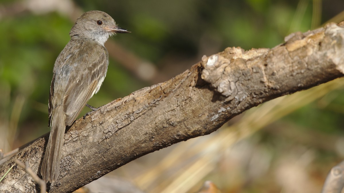 Nutting's Flycatcher - ML461391811