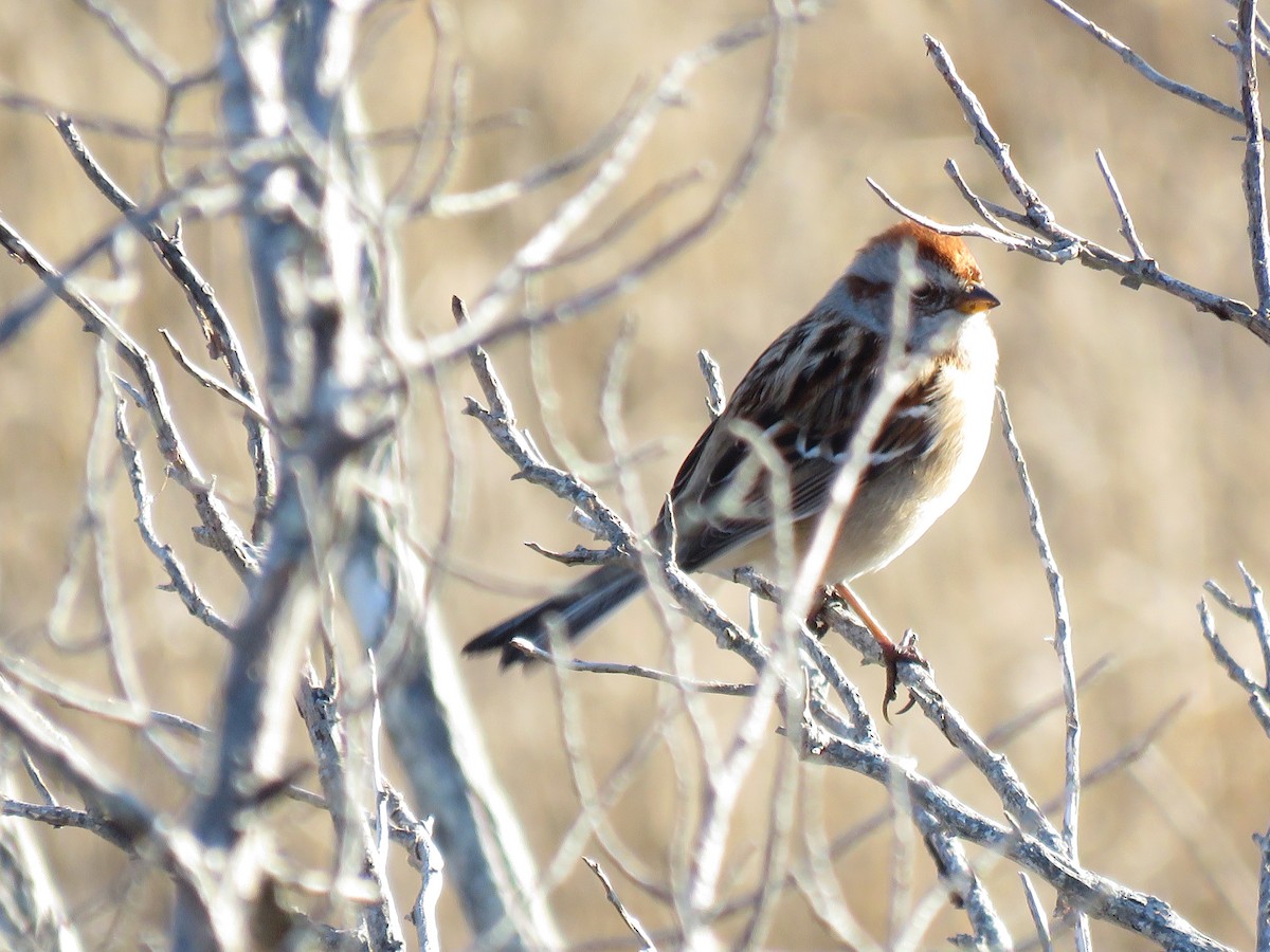 American Tree Sparrow - ML46139221