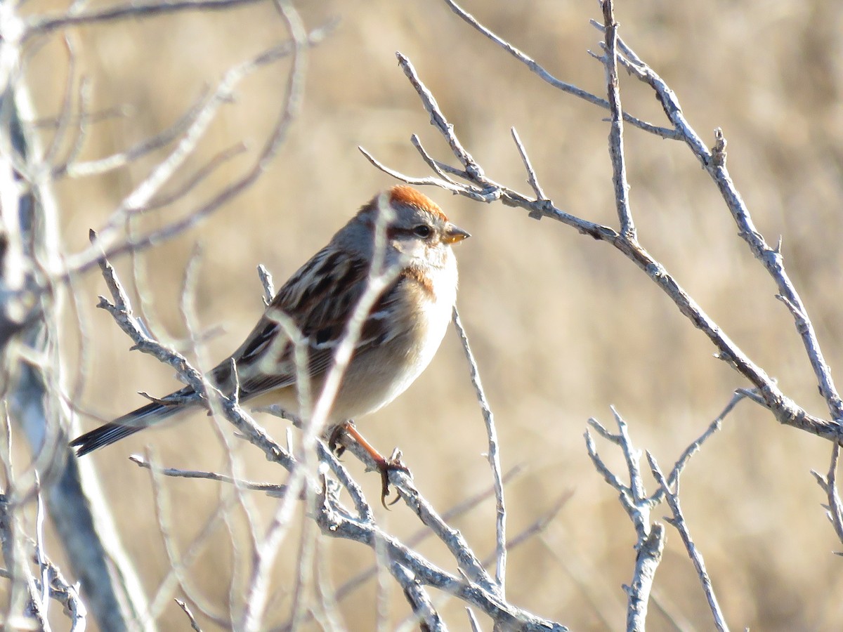 American Tree Sparrow - ML46139231