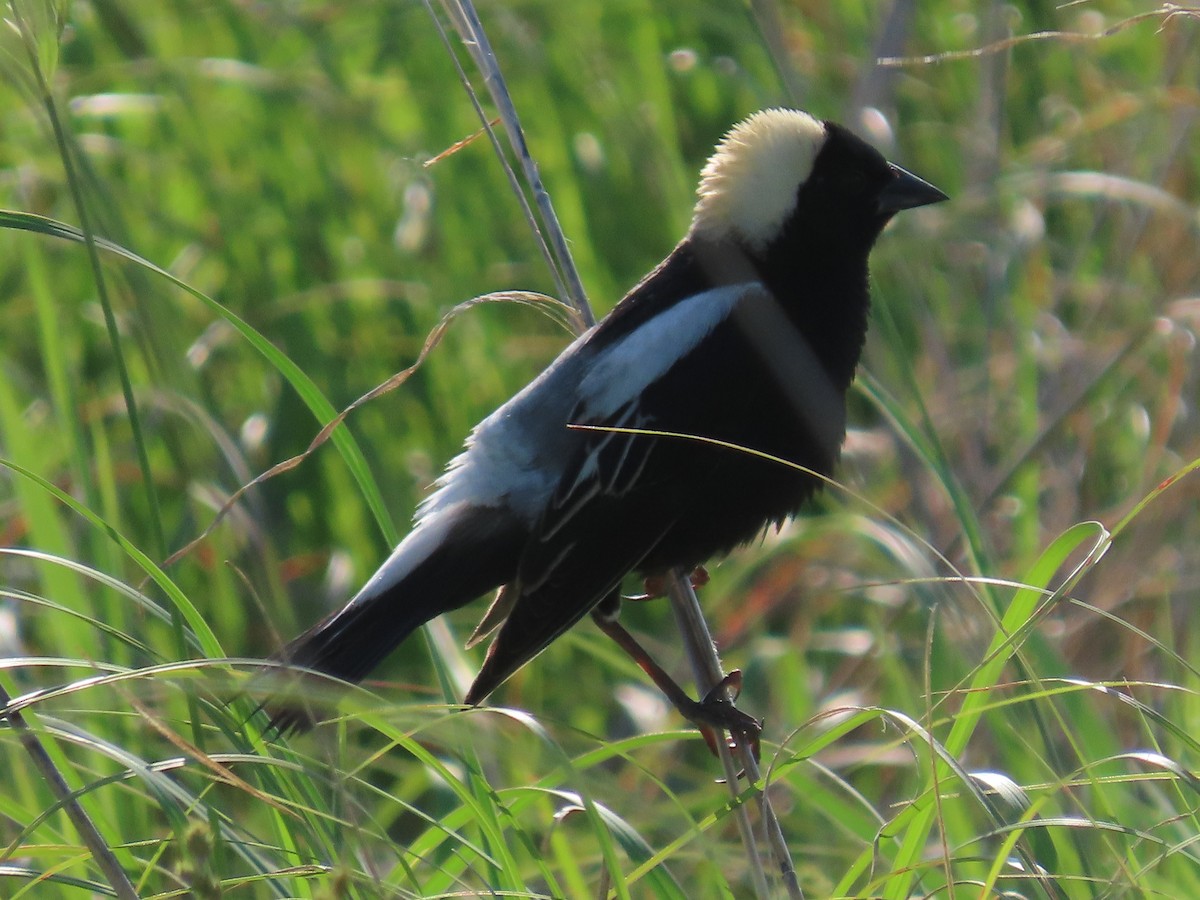 bobolink americký - ML461392711