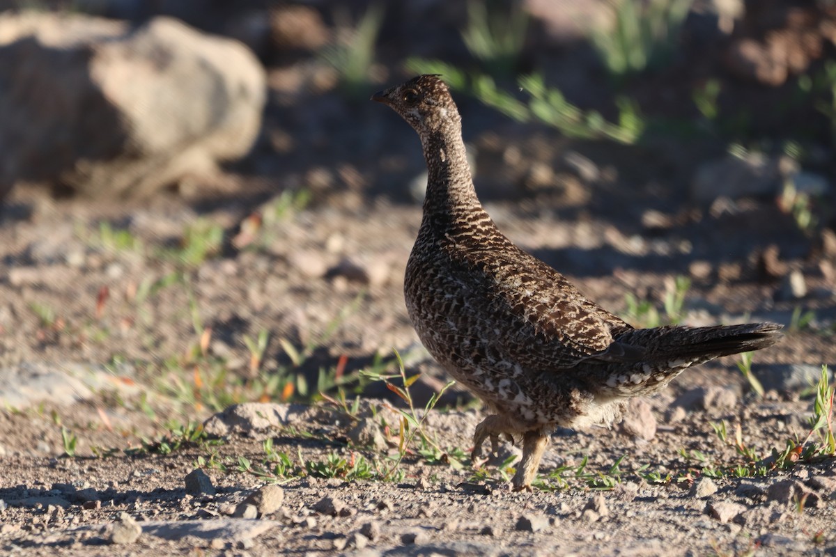 Sooty Grouse - ML461392821