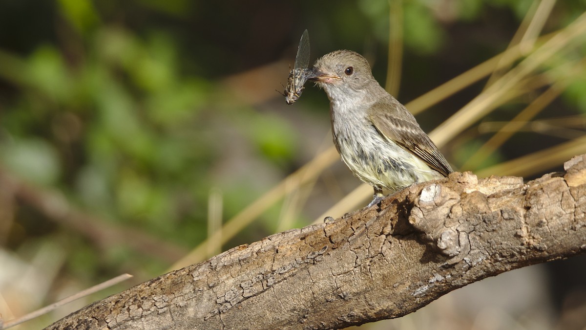 Nutting's Flycatcher - ML461392931