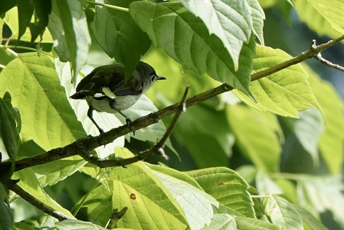 Blue-gray Gnatcatcher - ML461393931