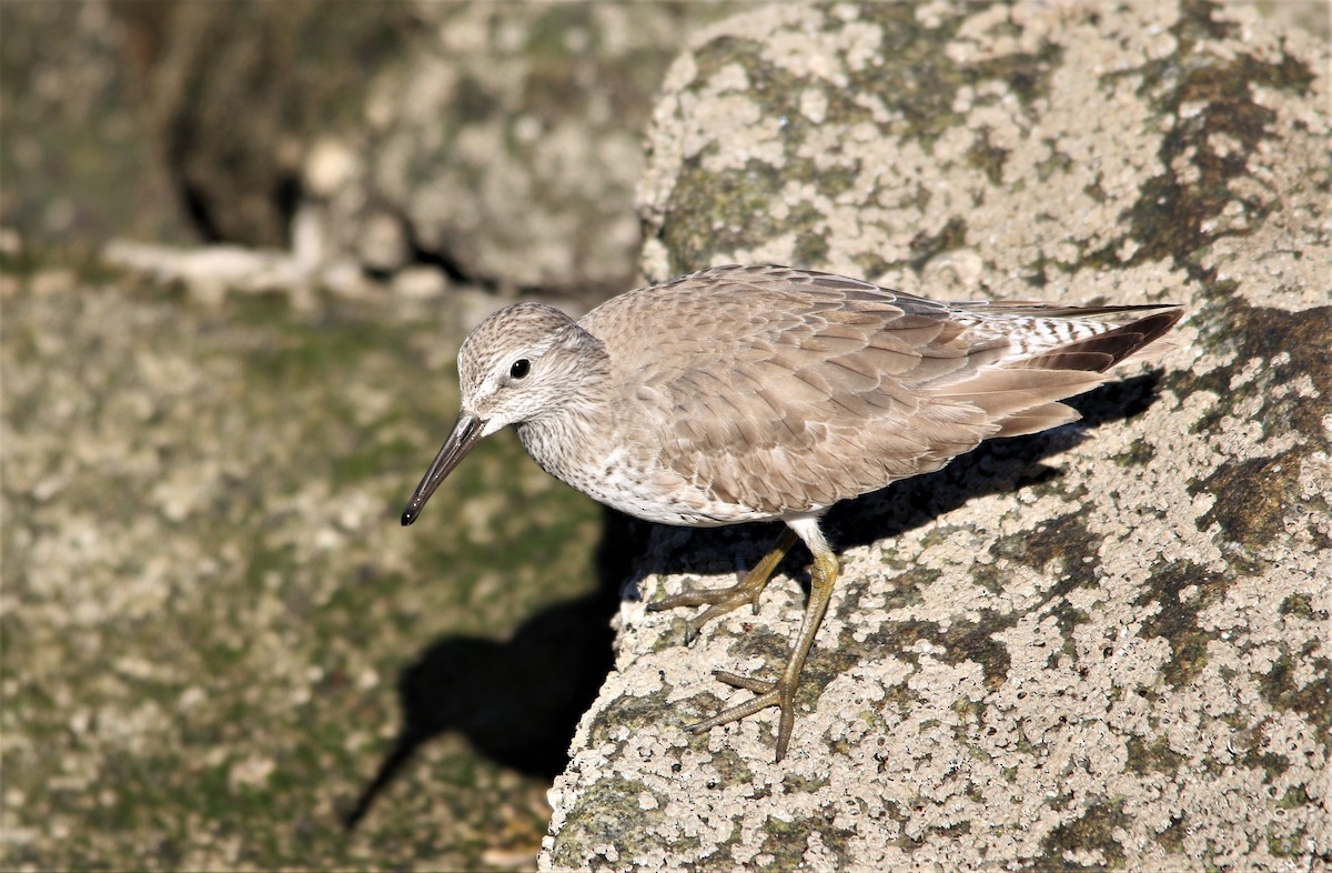 Red Knot - ML46139441