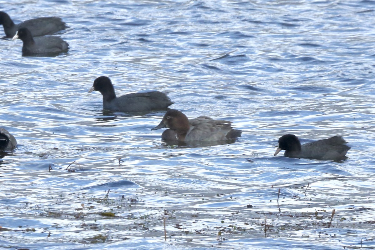 Common Pochard - Gil Ewing