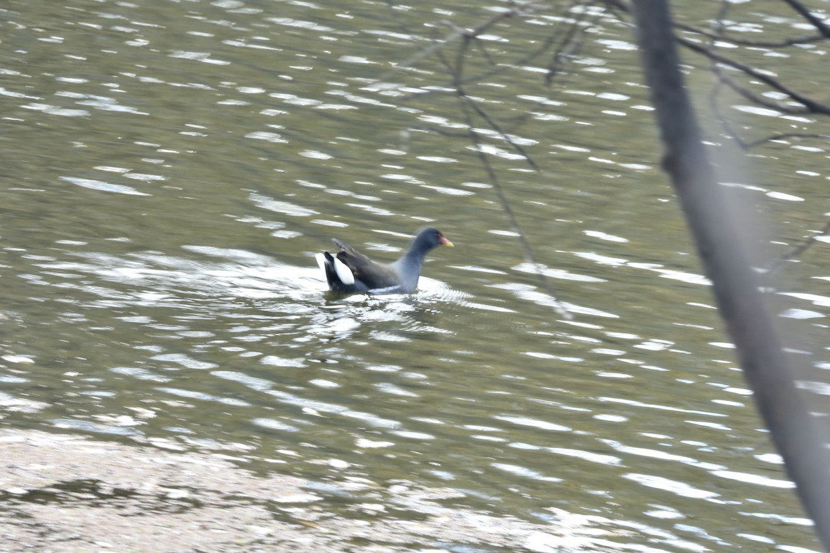 Eurasian Moorhen - ML461394811