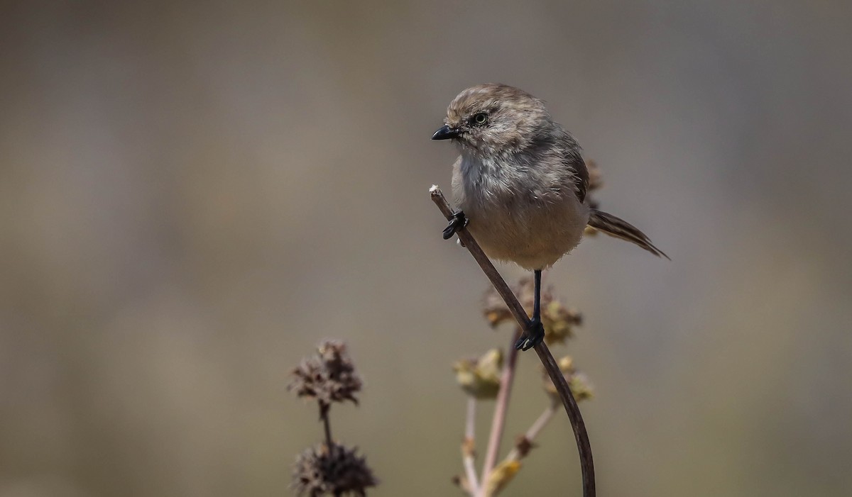 Bushtit - ML461395091