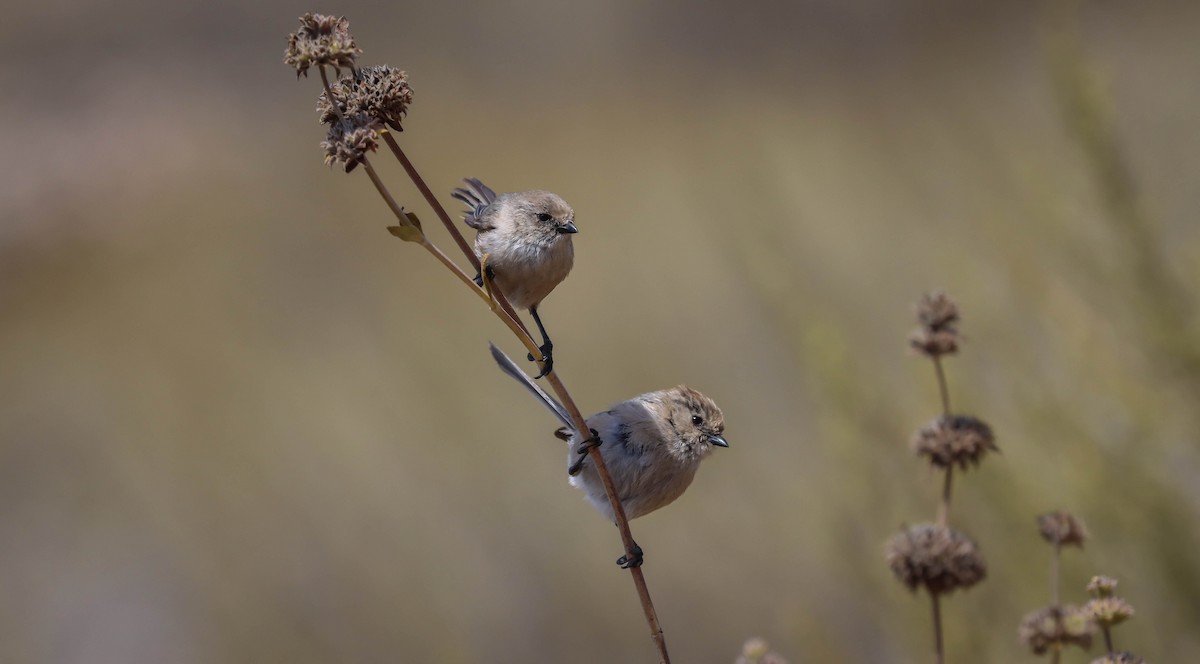 Bushtit - ML461395151