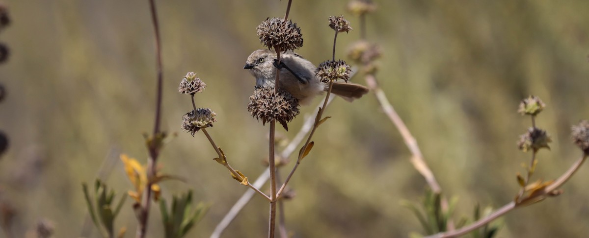 Bushtit - ML461395231