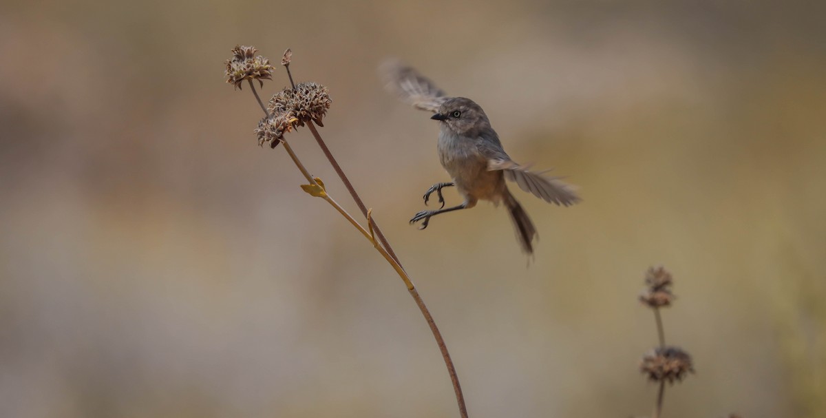 Bushtit - ML461395271