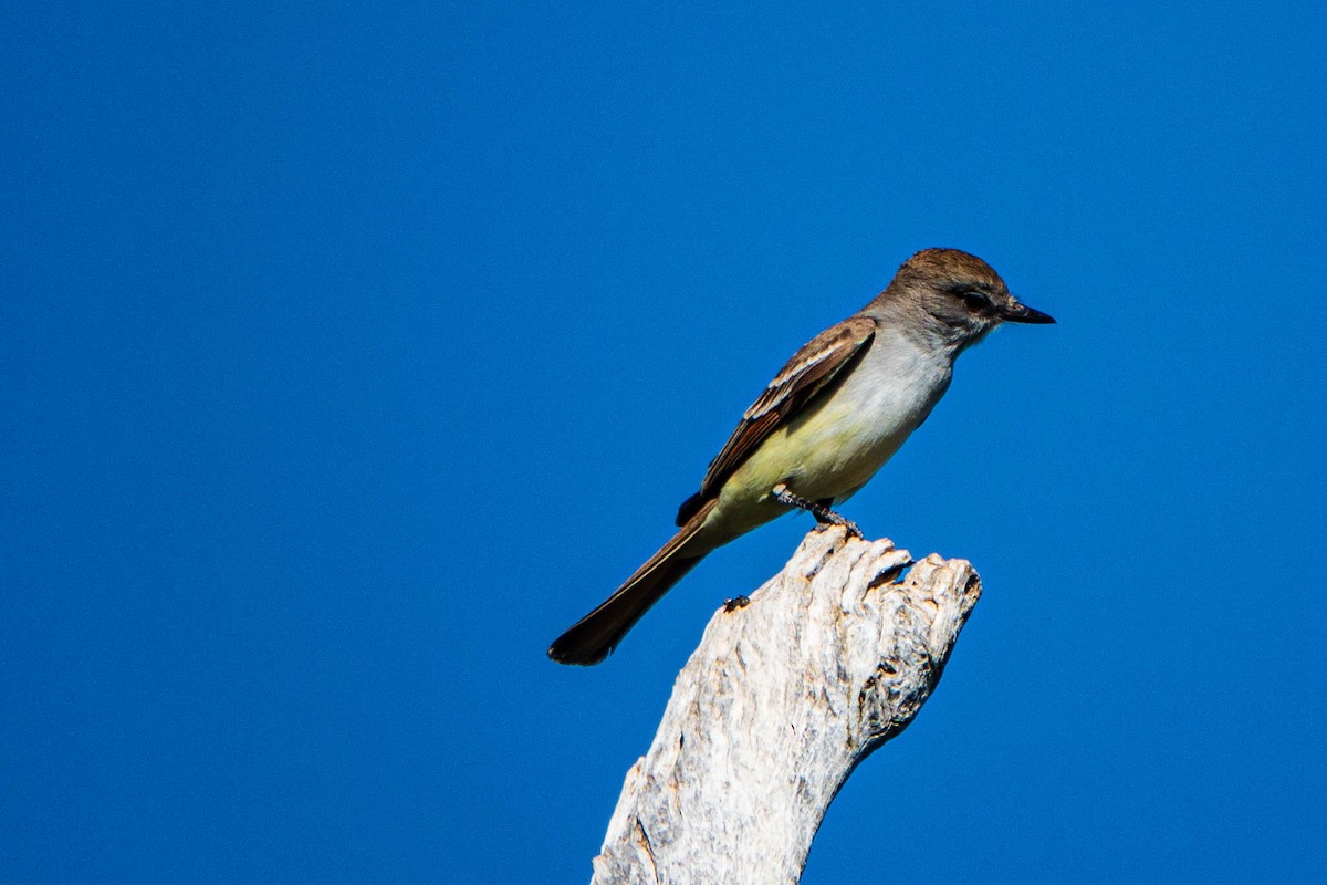 Ash-throated Flycatcher - ML461397481