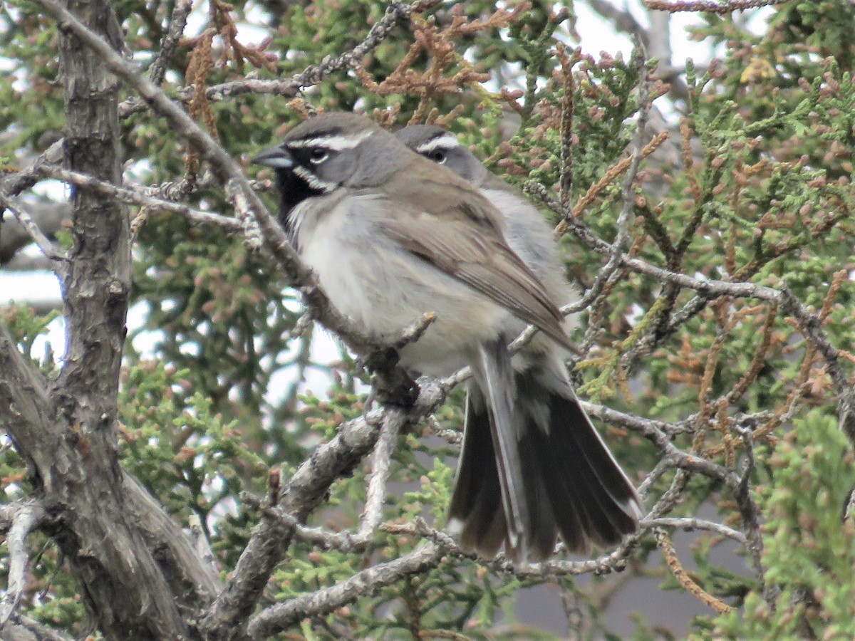 Black-throated Sparrow - ML461397581