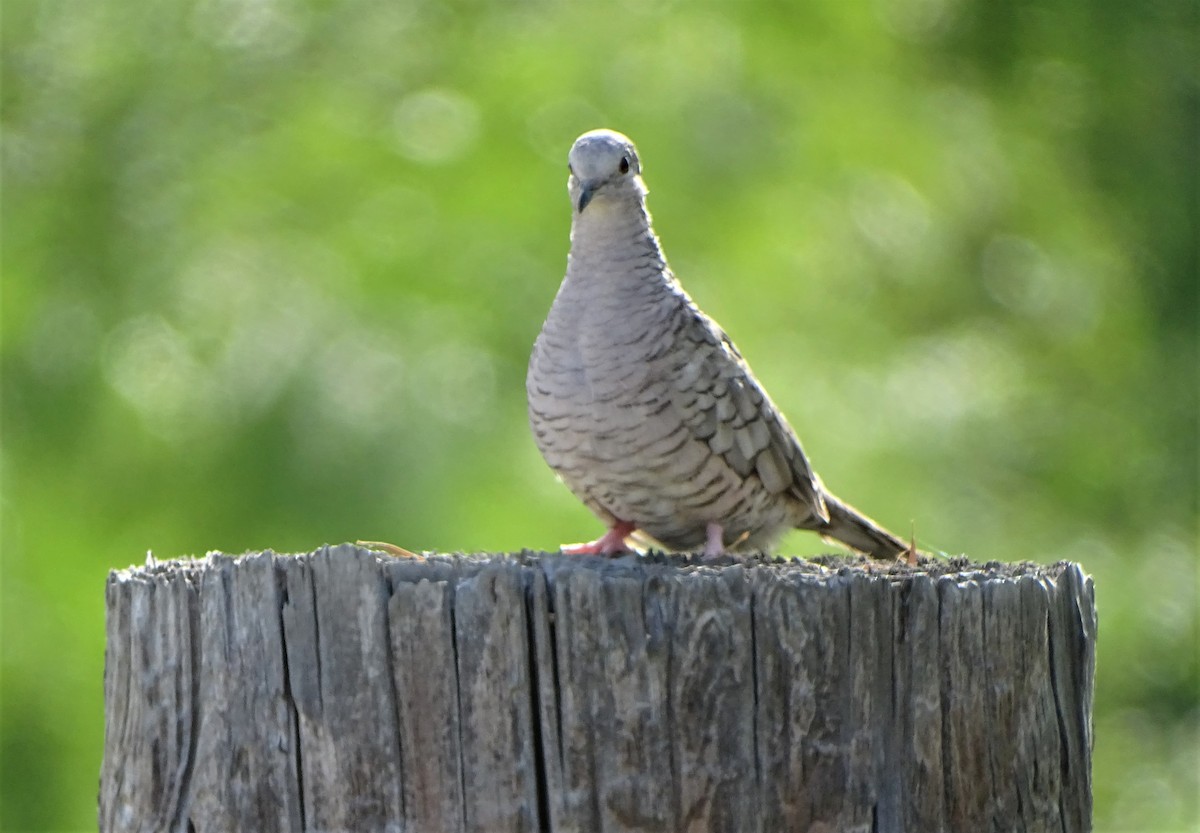 Inca Dove - ML461399111