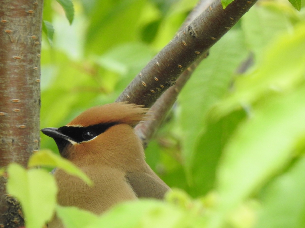 Cedar Waxwing - ML461400511