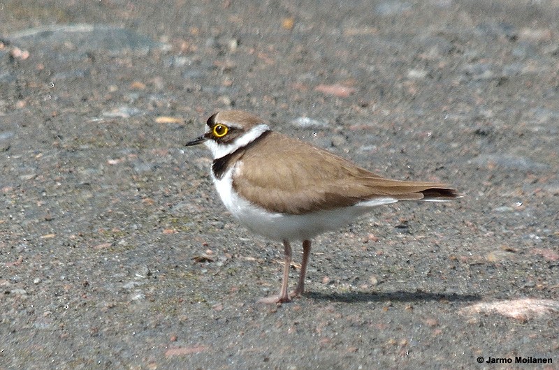 Little Ringed Plover - ML461400561