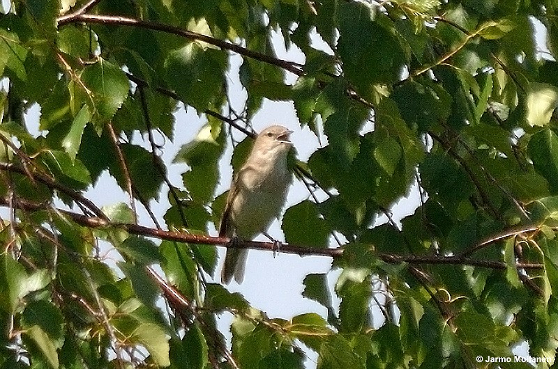 Garden Warbler - ML461400681