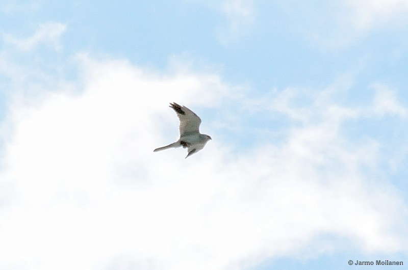 Pallid Harrier - ML461400811