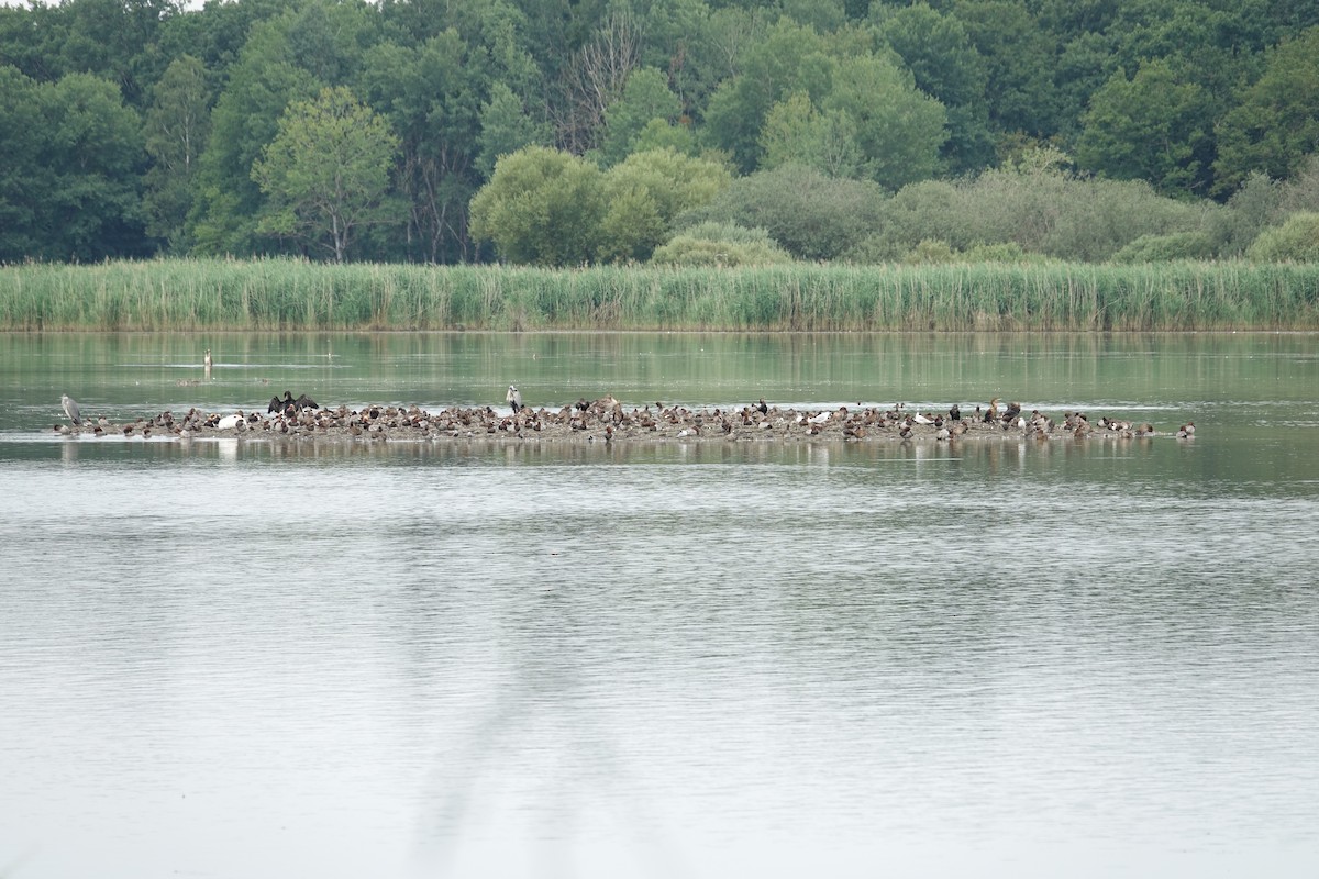 Common Pochard - ML461401431