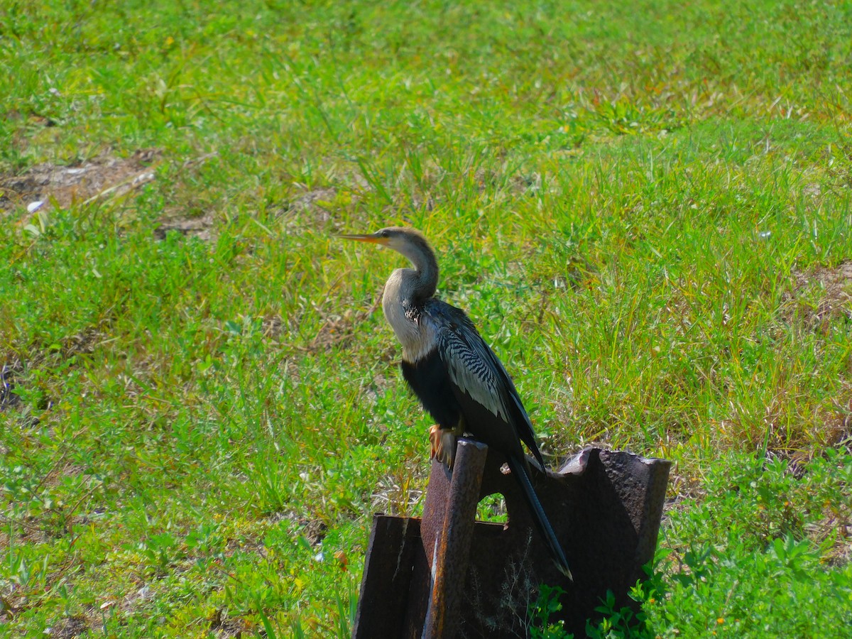 Anhinga - ML461401461