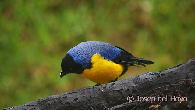 Hooded Mountain Tanager - eBird