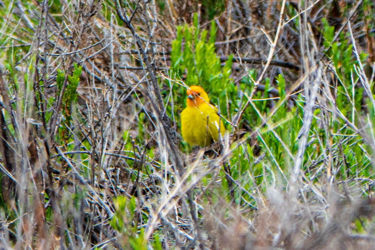 Piranga à tête rouge - ML461404201