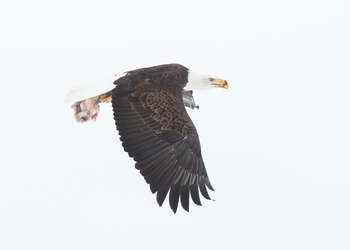 Bald Eagle - ML46140461