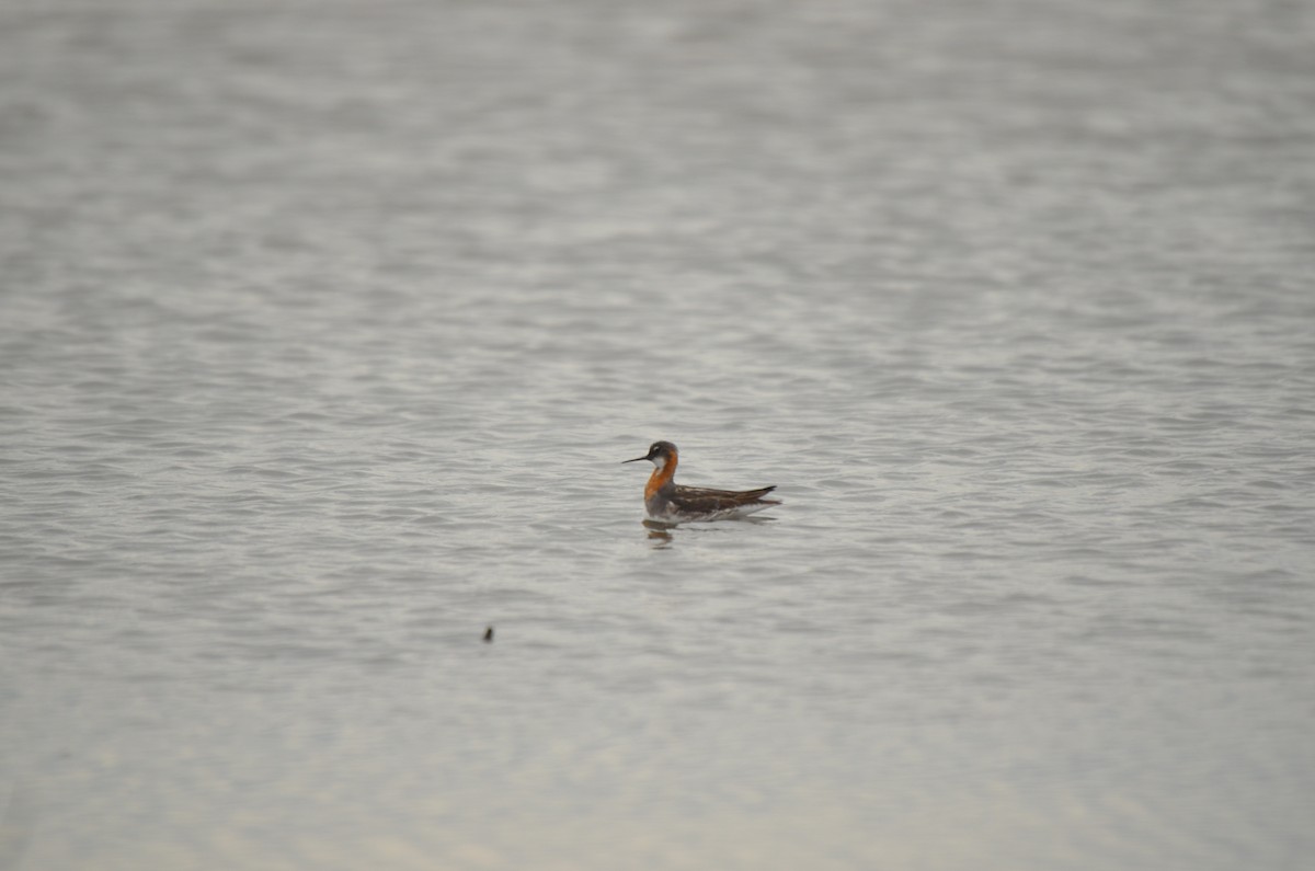 Red-necked Phalarope - ML461404911