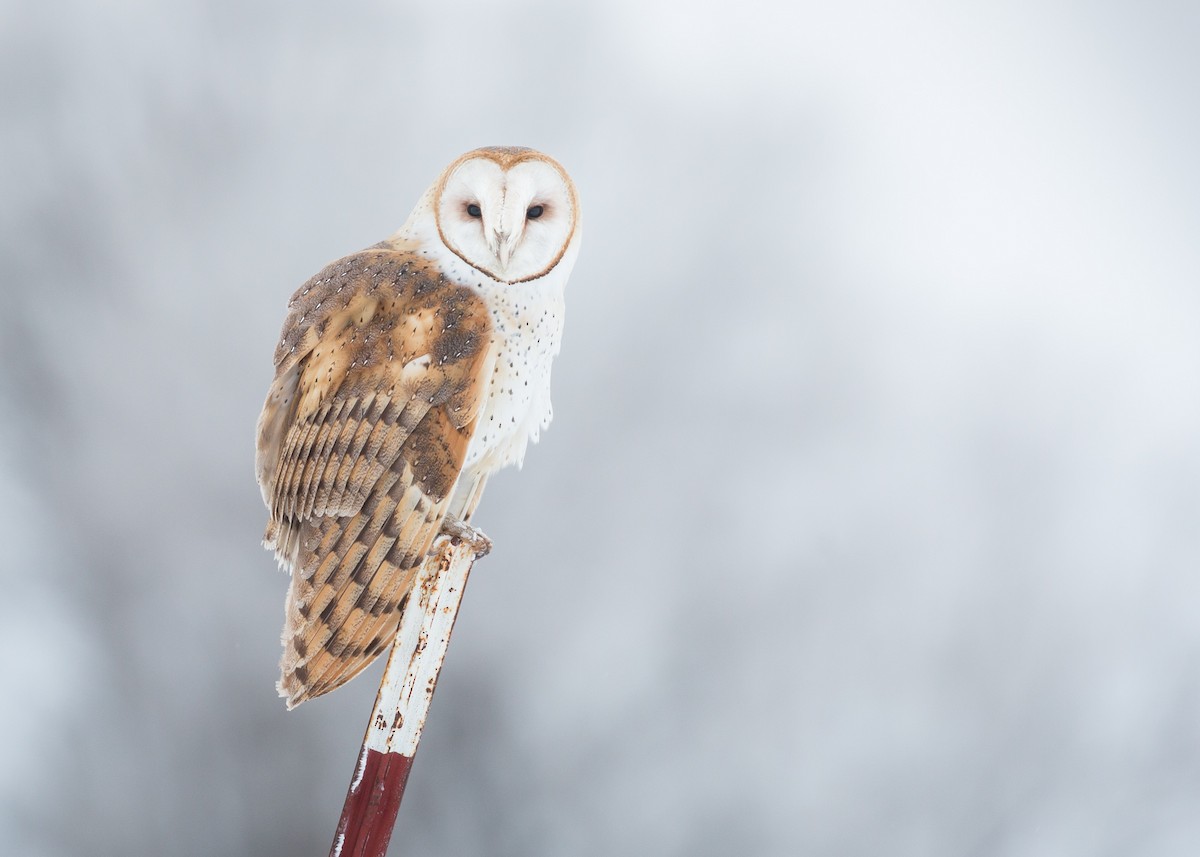 American Barn Owl - Darren Clark