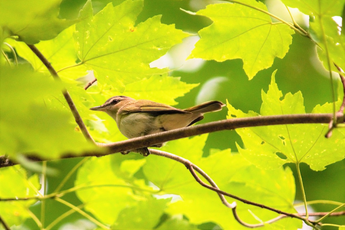 Kızıl Gözlü Vireo - ML461405071