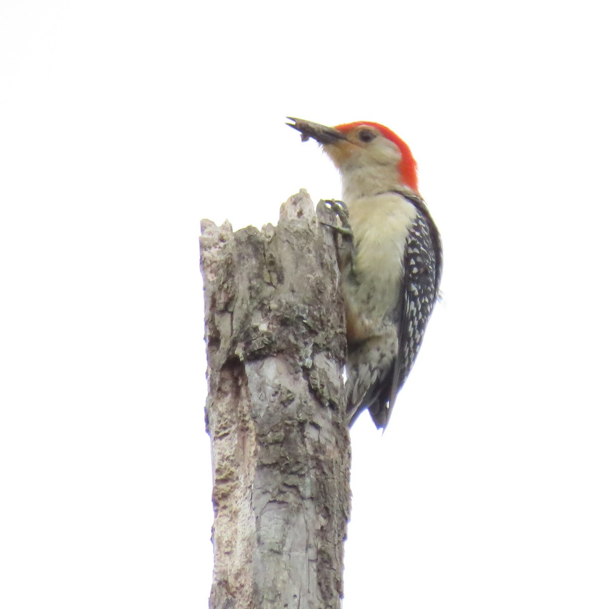 Red-bellied Woodpecker - Sue Wetmore