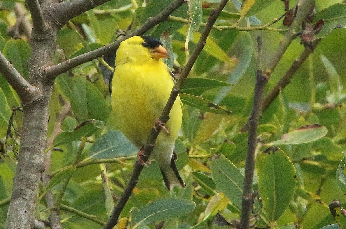 American Goldfinch - Glenn Anderson