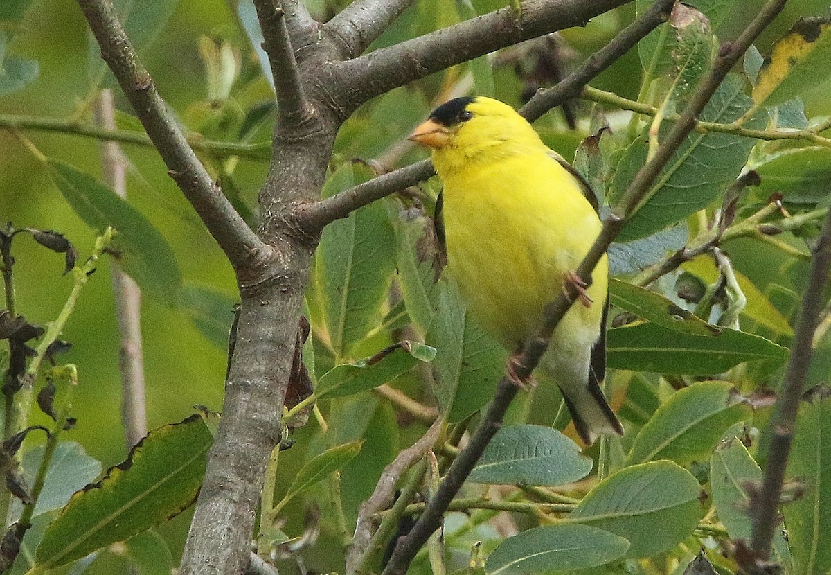 American Goldfinch - Glenn Anderson