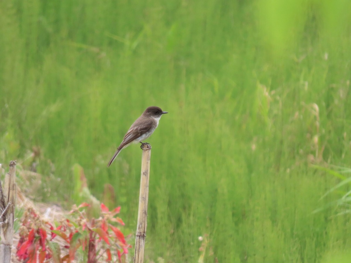 Eastern Phoebe - ML461405701