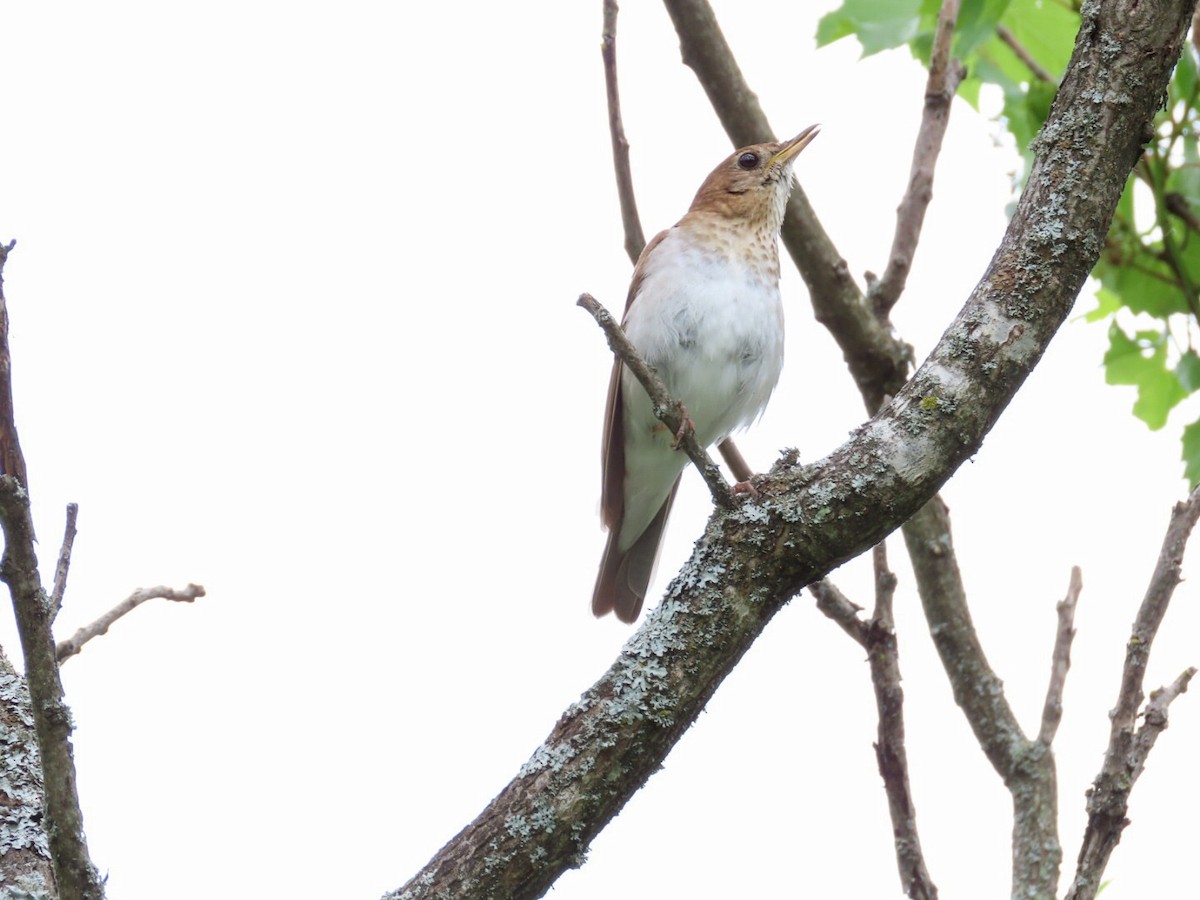 Veery - ML461405791