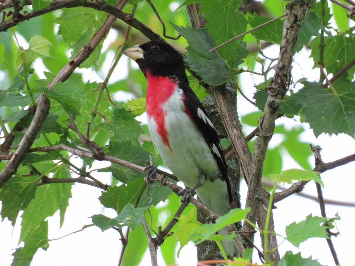 Rose-breasted Grosbeak - Tania Mohacsi