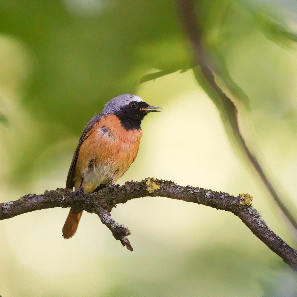 Горихвістка звичайна - ML461407151