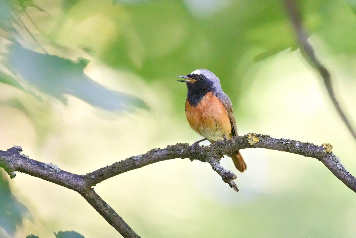 Common Redstart - ML461407161