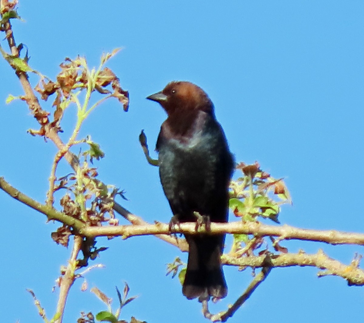 Brown-headed Cowbird - ML461408721