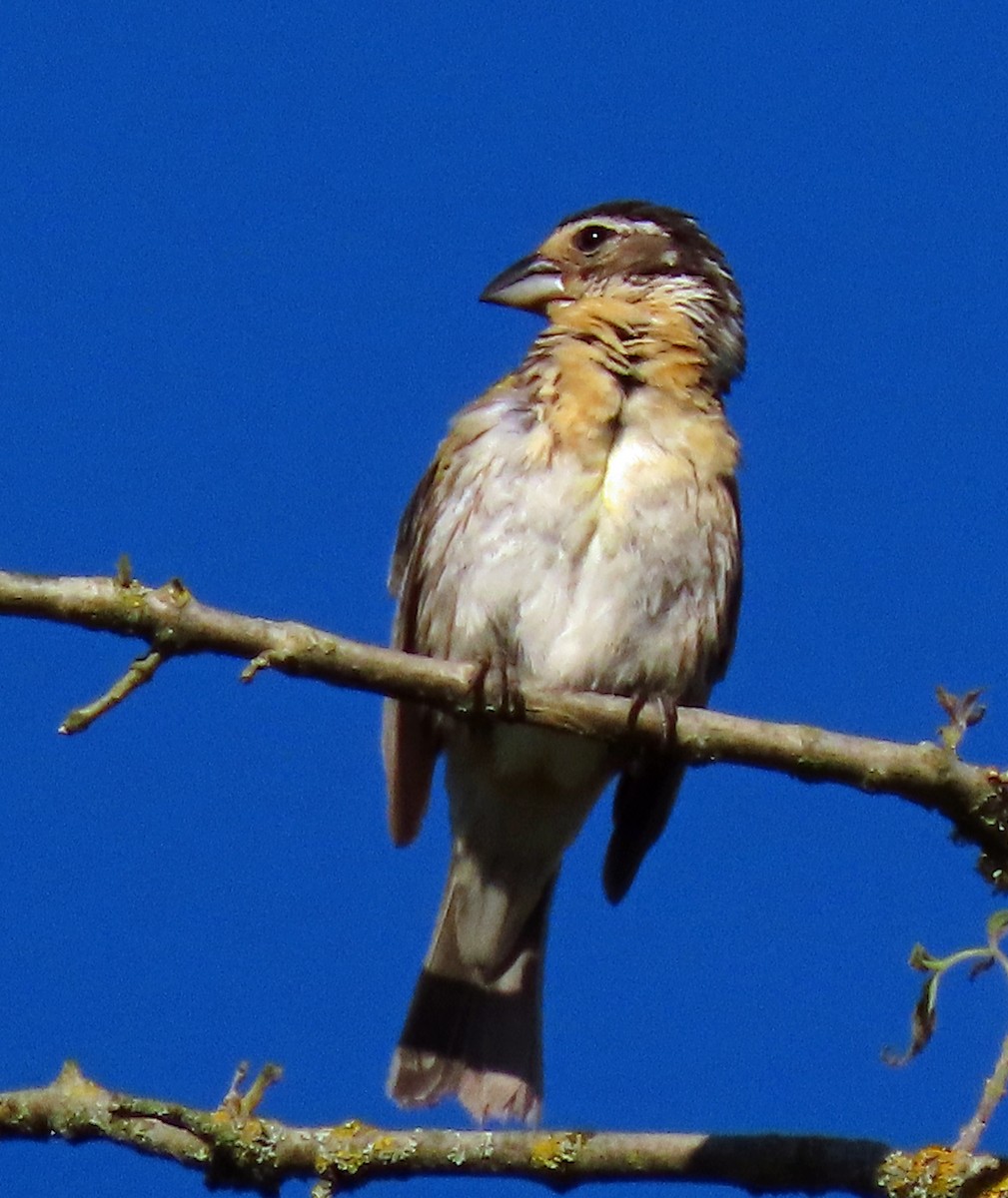 Black-headed Grosbeak - ML461408841